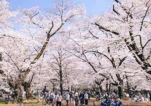 大宮公園の桜なみき