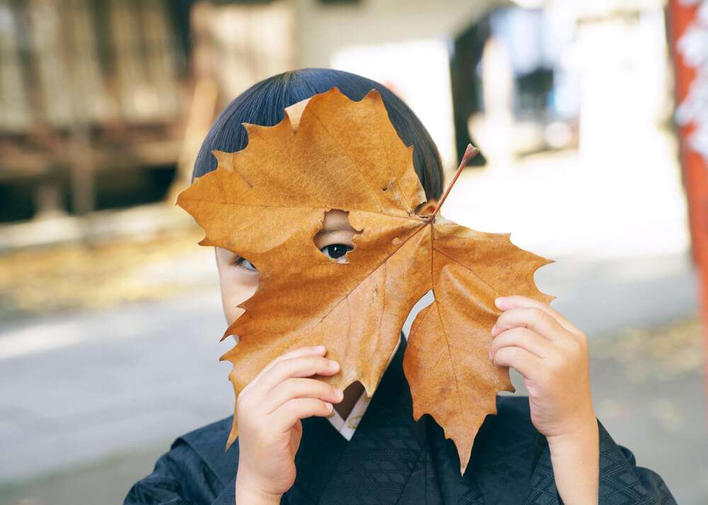 大きな銀杏の葉っぱの写真