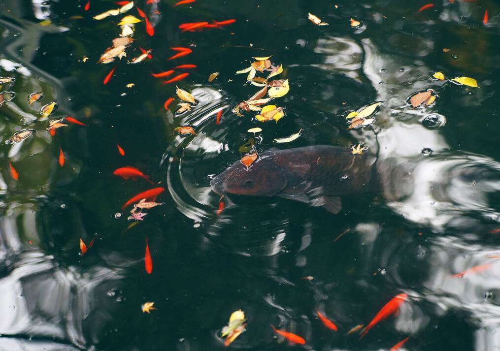 杵築大社の鯉と金魚