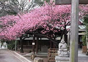 荏原神社の参道の桜