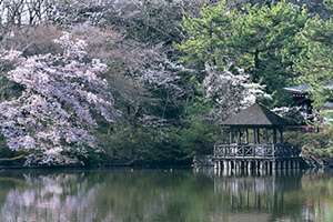 石神井公園の池