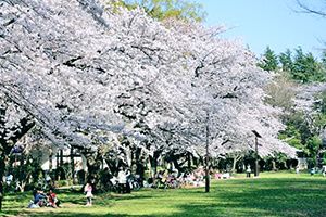 赤塚公園の桜