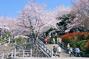 飛鳥山公園の桜