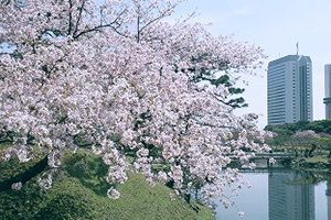 浜離宮の桜