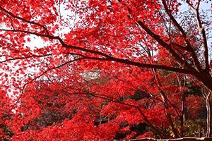 生田緑地の紅葉