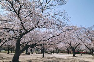 木場公園の桜