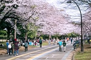 駒沢公園の桜