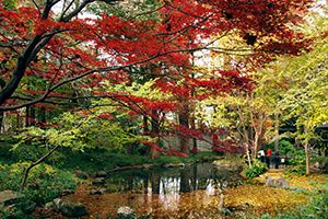 林試の森公園の紅葉