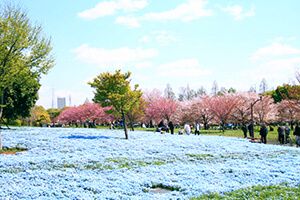 舎人公園の花畑