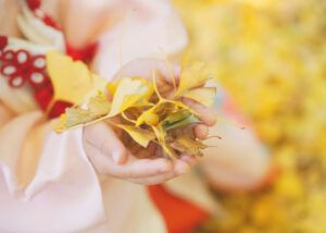 東京都葛飾区葛西神社でイチョウを拾う女の子