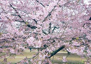 代々木公園の桜