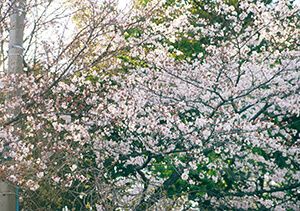 多摩川浅間神社の桜